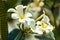 Plumeria white