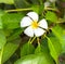 Plumeria White Tropical Frangipani Flower Jungle Tropics