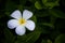 Plumeria white and yellow flower on green leaves