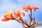 Plumeria yellow and pink in the garden outdoor