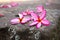 Plumeria yellow and pink in the garden outdoor