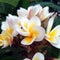 Plumeria. Yellow white flower blossoms from above.