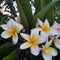 Plumeria. Yellow white flower blossoms from above.