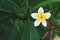 plumeria. Yellow and white tropical flower