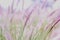 Plumes of delicate grass Pennisetum advena rubrum of pink tones for feminine minimalist background