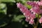 Plumes of pink false spirea grow in the summer