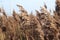 Plumes of reed grass colored several ways in sunlight by sunset in Moordrecht in the Netherlands.