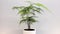 Plumosa fern also known as Asparagus fern in a white decorative pot