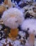Plumose anemone  lives in tide pools