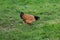 A plump brown chicken looking for food in an orchard