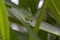 Plump bush cricket in the wild walking on a bush in cyprus during may.