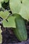 A plump cucumber ripening on the vine shaded by leaves.