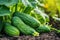 Plump cucumbers flourishing in a garden, surrounded by lush green foliage under the summer sun