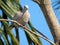 Plump gray Tobacco Dove resting on a skinny tree branch