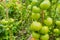 Plump green tomatoes growing on lush vines