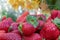 Plump, hand picked strawberries from the vegetable garden; farm life