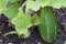 A plump, juicy cucumber ripening on the vine.