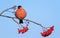 Plump red bullfinch bird sits on a branch with rowan berries in a sunny garden against a blue sky