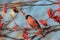 Plump red bullfinch bird sits on a branch with rowan berries in a sunny garden against a blue sky