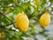 Plump, ripe, juicy lemons ready for harvest in a lemon tree in the Aeolian islands, Sicily, Italy