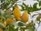 Plump, ripe, juicy lemons ready for harvest in a lemon tree in the Aeolian islands, Sicily, Italy