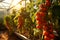 Plump ripe tomatoes glistening in vibrant greenhouse, fresh organic produce