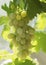 Plump white grapes