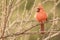 Plump winter red cardinal in bare brown bush