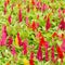 Plumped celosia flower