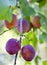 Plums on a branch, small depth of sharpness