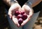 Plums in female heart shaped hands