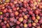 Plums Fruit stock photo top view, Challenging Fruit, Red color Fruit, DAMSON
