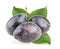 Plums isolated