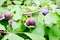 Plums purple on branch with green leaves