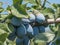 Plums ripe on branch in the orchard. View of fresh organic fruit