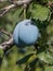 Plums ripe on branch in the orchard. View of fresh organic fruit