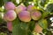 Plums ripen on a branch in the garden