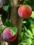 Plums on a tree branch