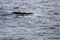 Plunging whale fluke of sperm whale  diving at Andenes, Norway