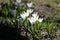 Plural white crocuses or croci in backlight is a genus of flowering plants in the iris family