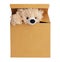 Plush bear peeking out of a cardboard box