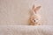 A plush beige bunny lies under a beige blanket.