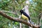 Plush-crested Jay or Cyanocorax chrysops bird in the forest of Iguazu Falls National Park, Argentina