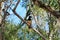 Plush-Crested Jay Cyanocorax Chrysops Iguazu