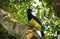 Plush-Crested Jay Cyanocorax Chrysops Standing on a Tree in it