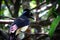 Plush-Crested Jay Cyanocorax Chrysops Standing on a Tree in it