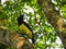 Plush-Crested Jay Cyanocorax Chrysops Standing on a Tree in it