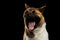 Plush dog american akita breed on isolated black background