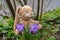 Plush Easter bunny sits in the garden on the ground between green leaves and purple crocus