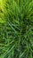 Plush Green Mowed Lawn Grass